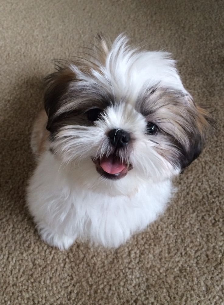 mi perrito wau wau